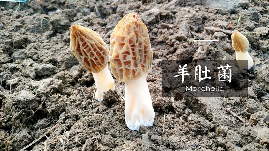 史斌,公司经营范围包括:食品技术开发,技术咨询,技术转让